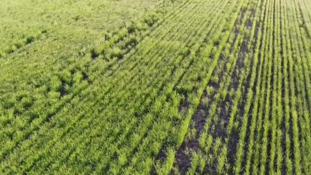 Los campos se siembran con una vista de aves de la cosecha. 4k — Vídeo de stock