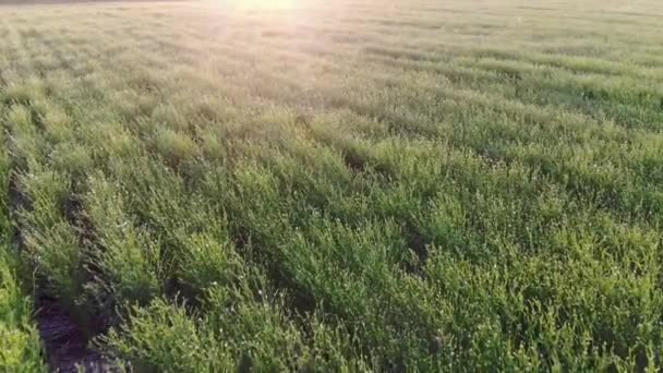 Linho florido de uma visão de olho de pássaros. Campos verdes. Fotografia aérea — Vídeo de Stock