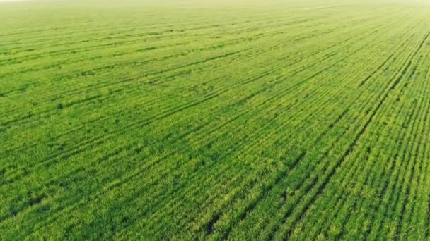 Alanların bir kuş bakışı görünüme hasat ile ekili. Helikopter havadan çekim — Stok video