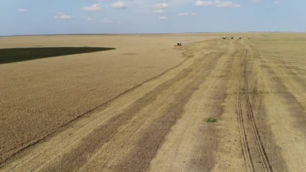 Havadan görünümü. Bir buğday alan, tarımsal adet eser bulunmaktadır. Sonbaharda yem hasat biçerdöverler. Tarım — Stok video