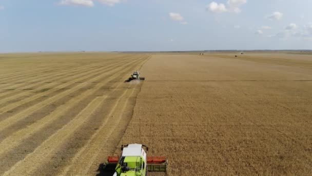 Luftaufnahme. Landwirtschaftliche Arbeit in einem Weizenfeld. Mähdrescher werden im Herbst geerntet. Landwirtschaft — Stockvideo