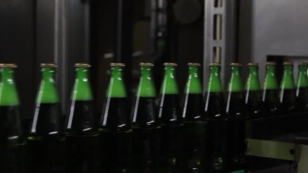 Transportband med glasflaskor. ölproduktion. — Stockvideo