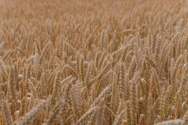 Ears of wheat in a wheat field, texture, background Royalty Free Stock Images