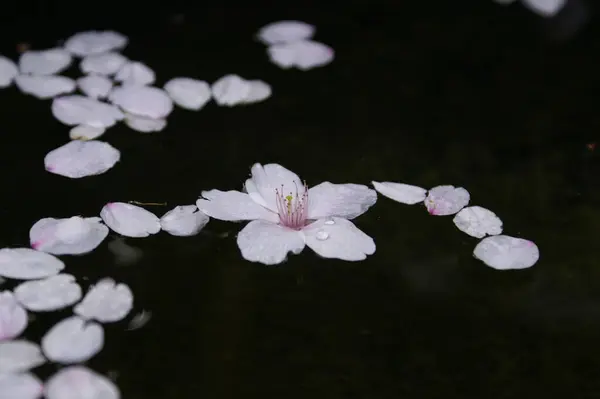 Natural pattern of cherry blossom petals floating on the water surface.