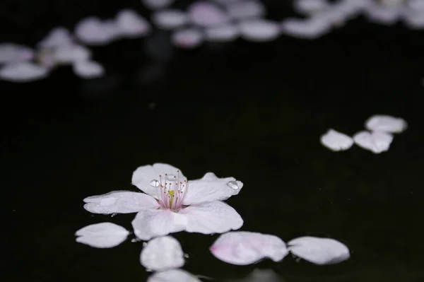 Cherry blossom petals and water droplets floating on the water surface, macro.