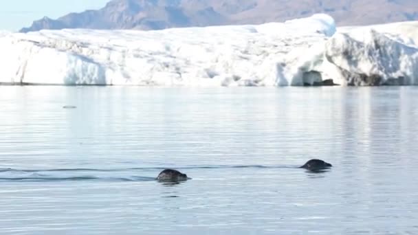 Σφραγίδες Κολυμπούν Ανάμεσα Στα Όγκους Πάγου Στη Λιμνοθάλασσα Της Κρητιδικής — Αρχείο Βίντεο