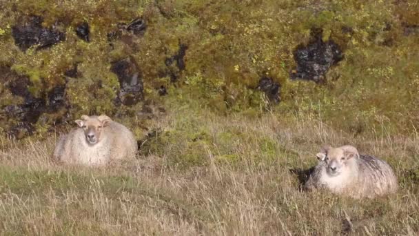 Widder Liegen Auf Dem Gras Und Kauen Gras — Stockvideo