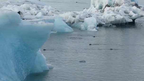 Zeehonden Zwemmen Tussen Ice Floes Het Krijt Lagune Ijsland — Stockvideo