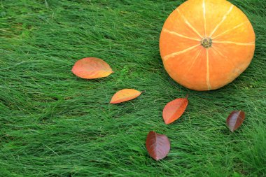 Turuncu kabak yeşil çimenlerin üzerinde yatıyor. Cadılar Bayramı tatil