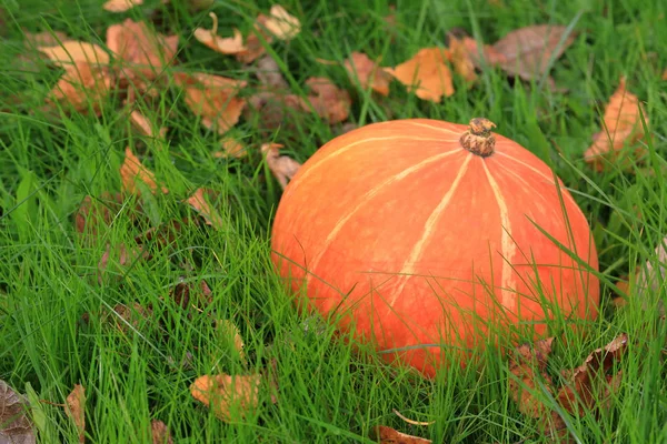 Abóbora Laranja Jaz Grama Verde Férias Halloween — Fotografia de Stock