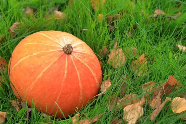 Abóbora Laranja Jaz Grama Verde Férias Halloween — Fotografia de Stock