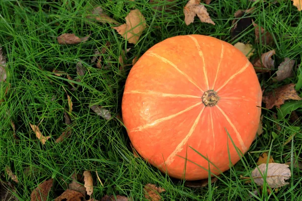 Abóbora Laranja Jaz Grama Verde Férias Halloween — Fotografia de Stock