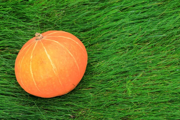 Fundo Brilhante Amarelo Verde Abóbora Laranja Grama Verde — Fotografia de Stock