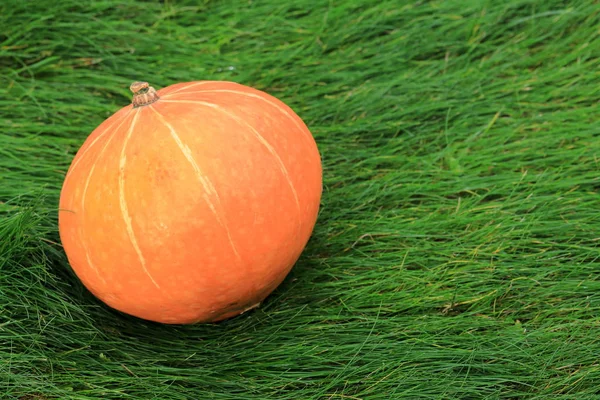 Fundo Brilhante Amarelo Verde Abóbora Laranja Grama Verde — Fotografia de Stock