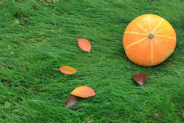 Abóbora Laranja Jaz Grama Verde Férias Halloween — Fotografia de Stock