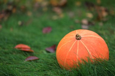 Turuncu kabak yeşil çimenlerin üzerinde yatıyor. Cadılar Bayramı tatil