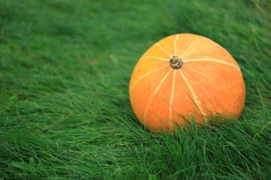 Turuncu kabak yeşil çimenlerin üzerinde yatıyor. Cadılar Bayramı tatil