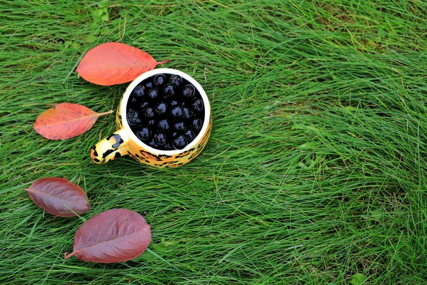 Herbst Ernten Schwarze Beeren Auf Grünem Gras — Stockfoto