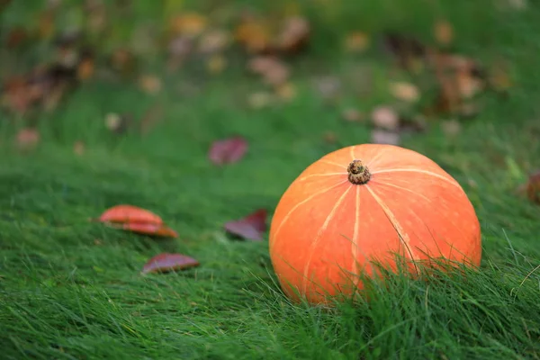 Abóbora Laranja Jaz Grama Verde Férias Halloween — Fotografia de Stock