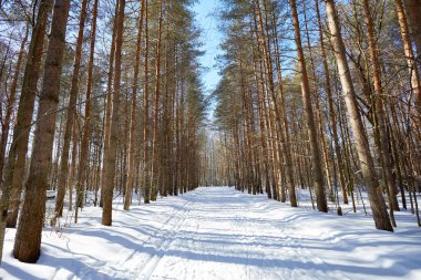 Güzel kış ormanda kar yağışı sonra güneşli ve soğuk hava