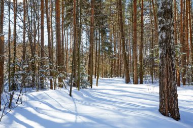 Güzel kış ormanda kar yağışı sonra güneşli ve soğuk hava