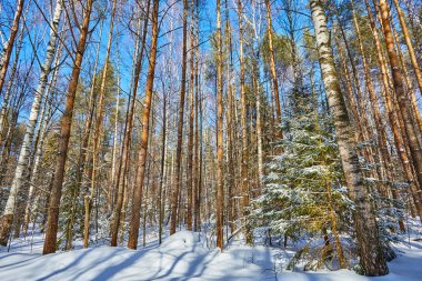 Güzel kış ormanda kar yağışı sonra güneşli ve soğuk hava