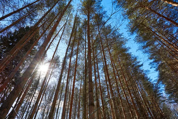 Árvores Neve Floresta Inverno Fundo Natal Raio Solar — Fotografia de Stock