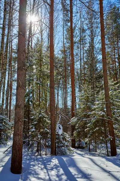 Krásné Zimní Les Slunné Chladné Počasí Sněžení — Stock fotografie