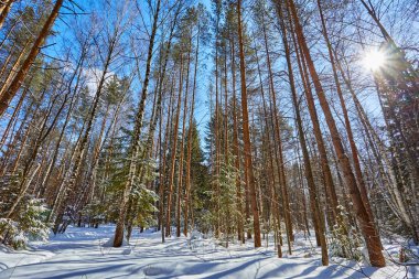 Güzel kış ormanda kar yağışı sonra güneşli ve soğuk hava
