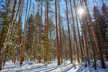 Kar ağaçlarda. Kış orman. Noel arka plan. Günışığı