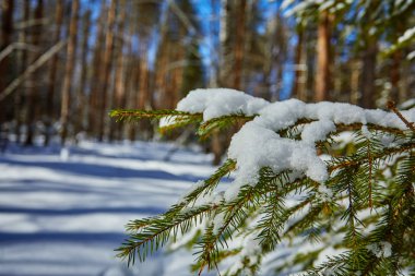 Ladin şube kar in rime'ı ile kaplı. Kış arka plan. Mavi renk tonlama.