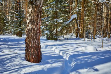 Güzel kış ormanda kar yağışı sonra güneşli ve soğuk hava