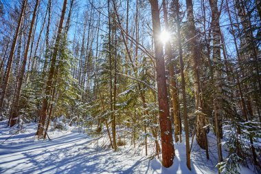Kar ağaçlarda. Kış orman. Noel arka plan. Günışığı