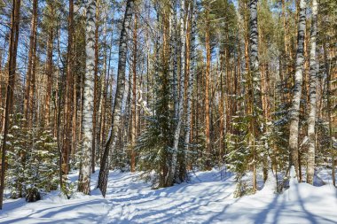 Güzel kış ormanda kar yağışı sonra güneşli ve soğuk hava