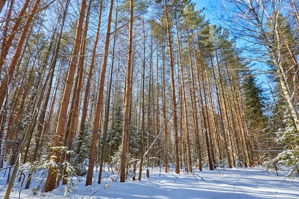 Güzel kış ormanda kar yağışı sonra güneşli ve soğuk hava