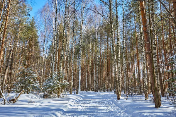 Güzel kış ormanda kar yağışı sonra güneşli ve soğuk hava