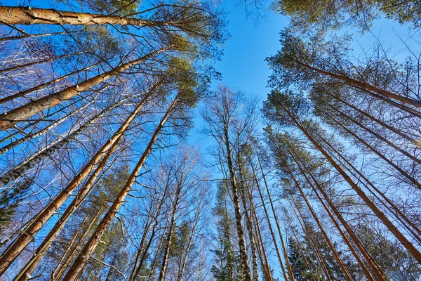 Bela Floresta Inverno Tempo Ensolarado Frio Após Queda Neve — Fotografia de Stock