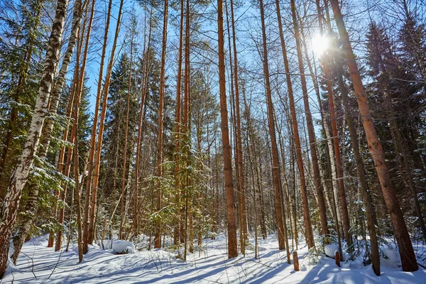 Kar ağaçlarda. Kış orman. Noel arka plan. Günışığı