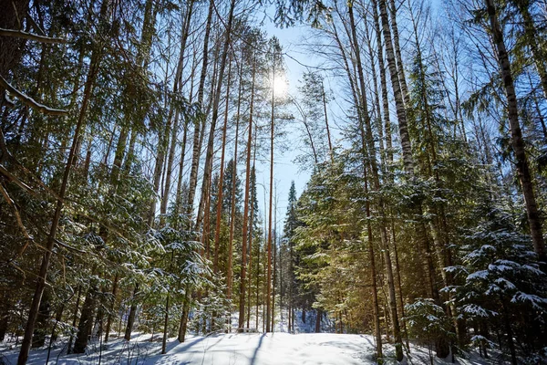 Stromy Sněhu Zimní Les Vánoční Pozadí Sunray — Stock fotografie