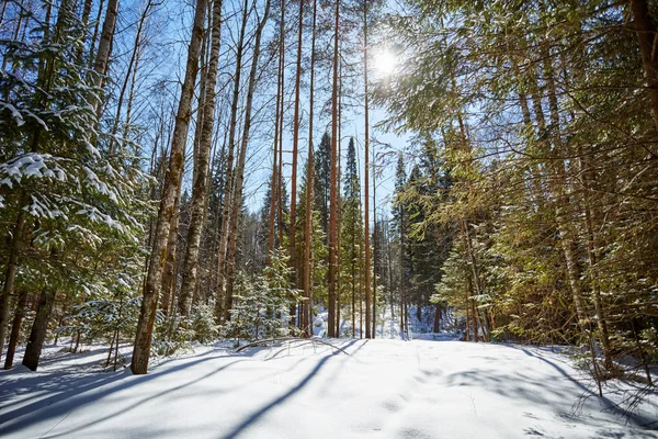 Stromy Sněhu Zimní Les Vánoční Pozadí Sunray — Stock fotografie