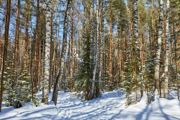 Güzel kış ormanda kar yağışı sonra güneşli ve soğuk hava