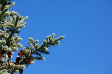 Ladin mavi bir arka plan üzerinde bir dalı. Noel için güzel arka plan