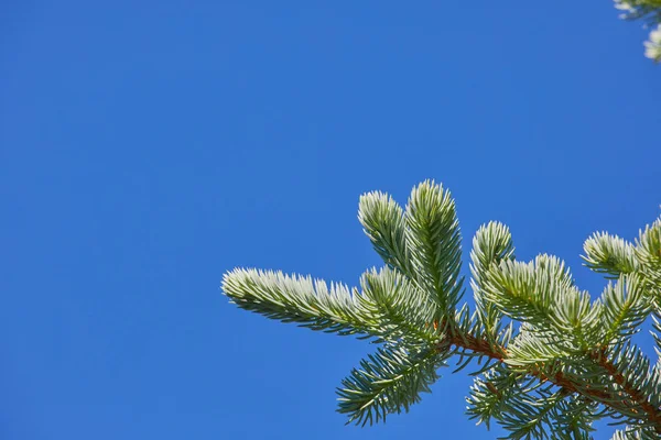 Une Branche Épinette Sur Fond Bleu Beau Fond Pour Noël — Photo