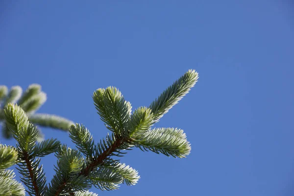 Branch Spruce Blue Background Beautiful Background Christmas Royalty Free Stock Photos