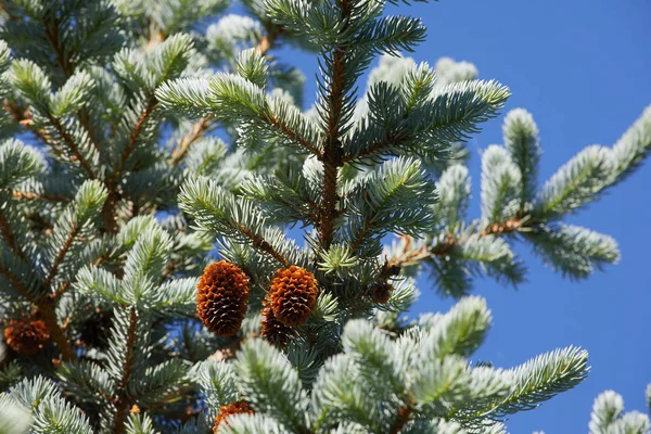 Branch Spruce Blue Background Beautiful Background Christmas — Stock Photo, Image