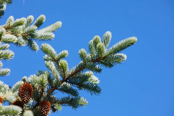 Branch Spruce Blue Background Beautiful Background Christmas — Stock Photo, Image