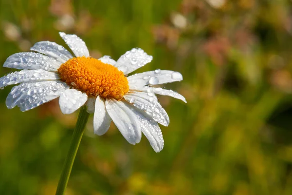 Daisy Flower Green Background Dew Drops Flower Summer Background Chamomile — Stock Photo, Image