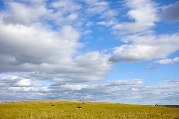 Yaz inekler çayırda ile kırsal manzara. Mavi gökyüzünde bulutlar
