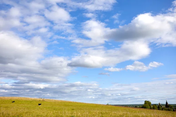 Paisagem Rural Verão Com Vacas Prado Nuvens Céu Azul — Fotografia de Stock