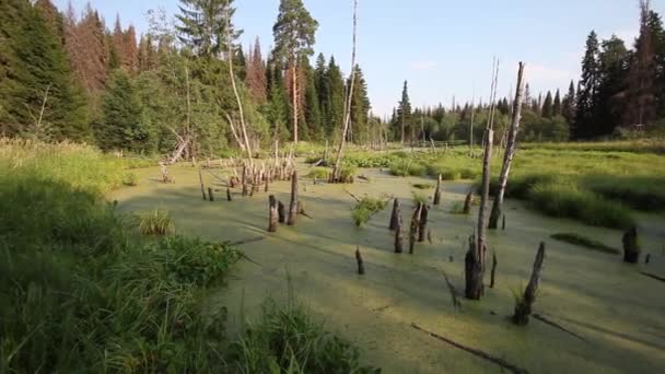 Vista Della Palude Nel Deserto Posto Tranquillo Relax — Video Stock